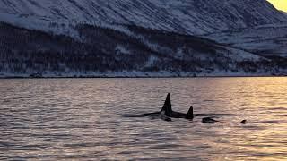 Experience Arctic nature - Whale watching with Olav