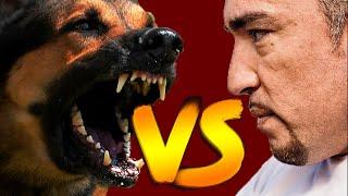 Cesar Millan vs Aggressive Dogs (Compilation Video)