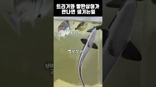 사나운 트리거와 먹보 빨판상어가 만나면 생기는일