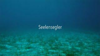 Seelensegler - Auf der Suche nach dem Sinn - preisgekrönte Doku