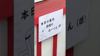 [ 超貴重 ] 遂に! 数年待ち白蛇のみーくん  6/22 限定お当番中 白蛇を初めてみた日 詳細は概要欄にて #金運 #神社 #vlog #shorts