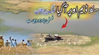 Mangla Dam Ne Tabahi Macha Di  | Gandam Ki Fasal Buri Tarah Mutasir | Hammad Official