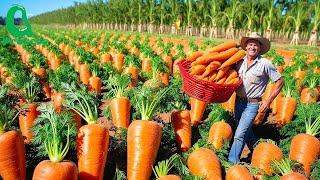 How Billions of Carrots Are Harvested and Processed  Modern Agricultural Technology