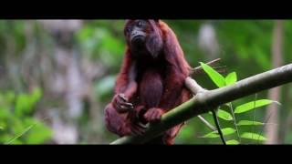 One Week in the Tambopata Rainforest