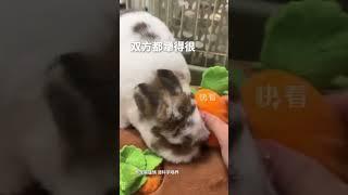 兔兔和主人的拔萝卜大战！结局我是真没想到hhhhhhh #pets #rabbit #shorts