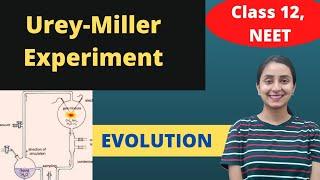 Miller's Experiment | Class 12 | Evolution