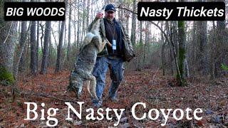 BIG NASTY WOODS! BIG NASTY COYOTE!