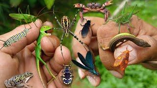 Catch unique little beetles‼️hunting baby chameleons, grass lizards, bomber beetles, crabs and frogs