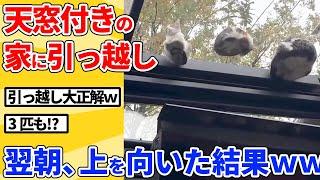 【2ch動物スレ】天窓付きの家に引っ越したら毎日が天国だったｗｗｗｗｗ