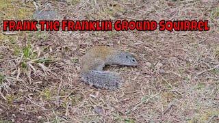 Fascinating Facts About The Franklin Ground Squirrel!