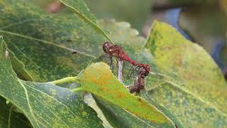 Ruddy Darter Dragon flies mating at RSPB Lakenheath.