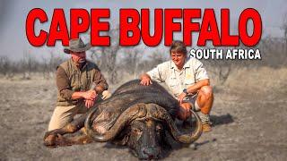 45" Cape Buffalo from South Africa
