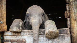 Rescue of Esoit | Sheldrick Trust