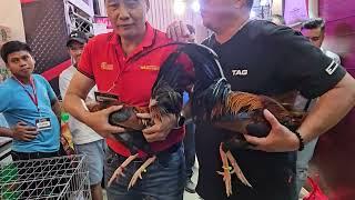 Napabili!  Gamefowl Expo price P25K Brood stag -  Yellow Legged Hatch JDA Gamefarm