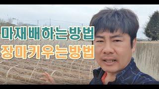 마재배방법 마재배시기 마심는시기 장마키우는방법 마키울시주의할점 마농사과정이궁금합니다 청년농부