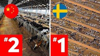 LARGEST Cattle Farms Around The World RANKED!