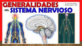  NERVOUS SYSTEM in 14 minutes!!!. Generalities - Simple Explanation!