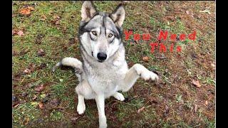 My Wolfdog Containment with The Full Setup & What You Need to Know