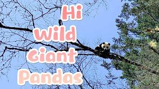 Three Wild Giant Pandas Were Encountered on The Same Day | iPanda