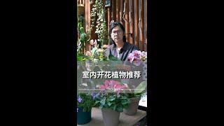 除了绿植，这4款开花植物也能在室内有良好表现