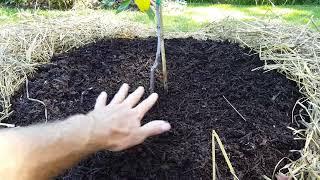 Part 4/4 - PLANTING OUT - Small Permaculture Food Forest Swale Systems  How To...