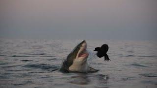 17 Ft Great White Shark Whirlpool Attack- Cameron Bayes