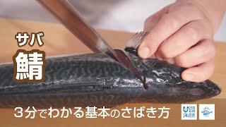 鯖（さば）のさばき方 - How to filet Mackerel -｜日本さばけるプロジェクト（海と日本プロジェクト）