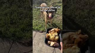 Thanksgiving foods to my pet coffee