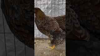 Wyandotten Henne #chicken #farming #huhn #rooster #abonieren