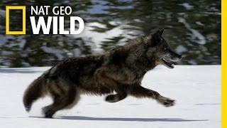 Hunting With the Dark Wolf | Wild Yellowstone