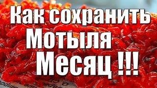 Как хранить мотыля