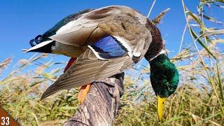 SOLO Afternoon Duck Hunt in WARM Temps | 28 Gauge MALLARD Hunting