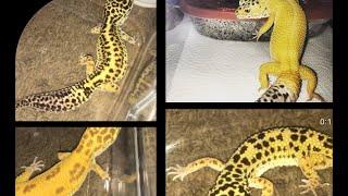 MEET MY LEOPARD GECKOS