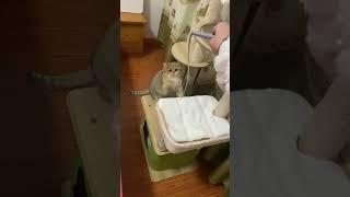 敏捷的乌冬面#cat  #cute #smart #shorts