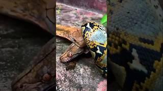 If a king cobra fights a python then who will win? #shorts #snake