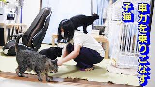 子猫と先住猫が急接近！いろいろあった数日間！