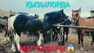 ҚЫЗЫЛОРДА МАЛ БАЗАРЫ, ЖЫЛҚЫ ҚОЙ СИЫР БАҒАЛАРЫ.