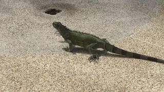 Aruba Iguana runs under tourist at pool