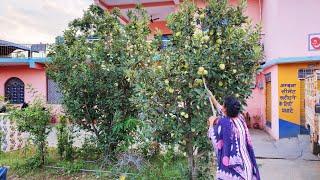 Hot climate area variety of apple, and   Kiwi Plants gown successfully at an altitude of 800 meters