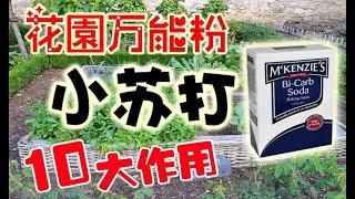 小蘇打在花園中的10種妙用，殺菌消毒+除蟲除草+施肥+延長花期+清潔+去除異味+測試土壤PH值，實在太好用了 10 MIRACLES OF BAKING SODA IN GARDEN