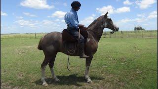 Caballo overo rosillo - $3.600.000 - LOSEQUINOS.COM