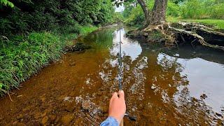 Tiny Creek Loaded With Big Trout: They Wouldn't eat Anything..