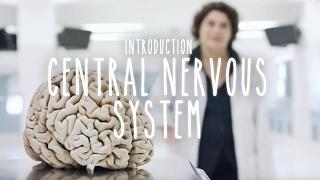 Neuroanatomy S1 E1: Intro to the Central Nervous System #neuroanatomy #science #medicine #brain