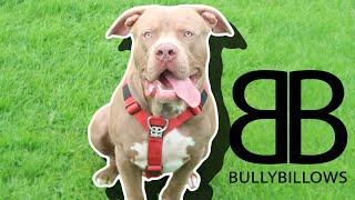 Bully Billows Tri Harness Review Leo learning to walk on lead part 2