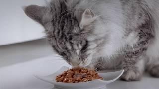 Purina ONE® Adult Cat Food Mixed Feeding