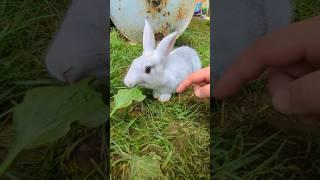 What's Going To Happen With The Rabbit? #rabbit