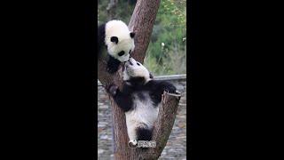 熊猫之间的520 (我爱你)Love Between Pandas So Sweet! | Adorable Panda