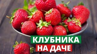 КЛУБНИКА. Клубника на даче. Ремонтантная Клубника. #shorts