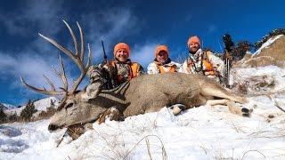 Massive Montana Mule Deer