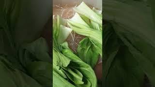 HOW TO MAKE SIMPLE SHABU-SHABU AT HOME #shorts